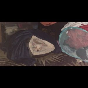 Meet your Posher, Oscar